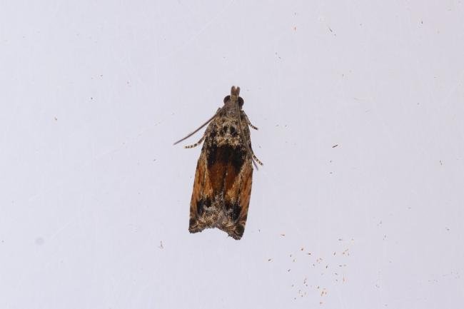 Epinotia nisella, adult. Whitehall Moss, 14-08-2023. Copyright Christopher Blakey.