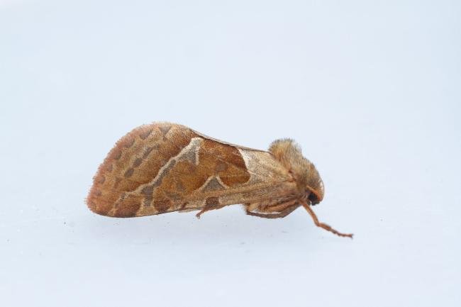 Orange Swift (Triodia sylvina), adult. Waldridge Fell, 22-08-2023. Copyright Christopher Blakey.