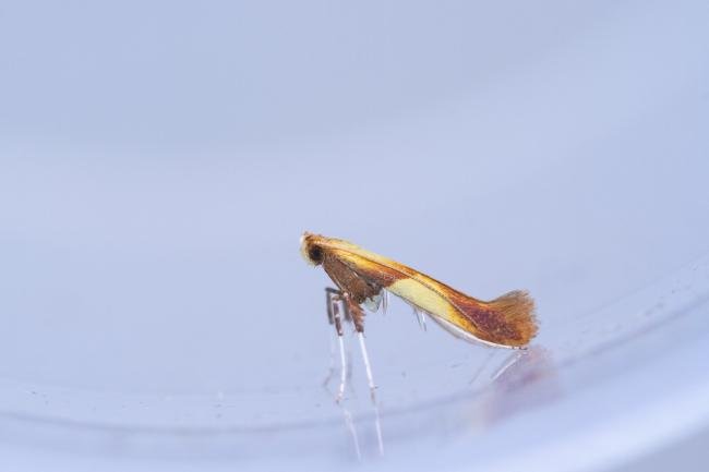 Caloptilia robustella, adult. Waldridge Fell, 22-08-2023. Copyright Christopher Blakey.