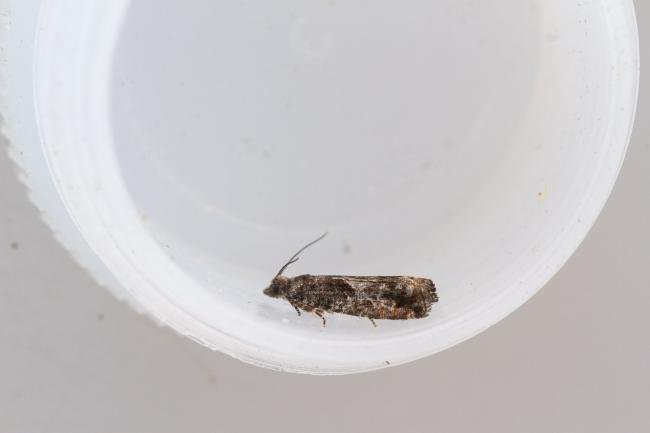 Epinotia immundana, adult. Waldridge Fell, 22-08-2023. Copyright Christopher Blakey.