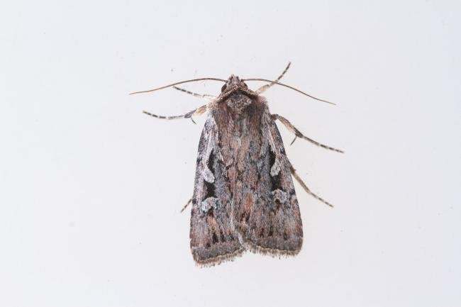 Heath Rustic (Xestia agathina), adult. 29-08-2023. Copyright Christopher Blakey.