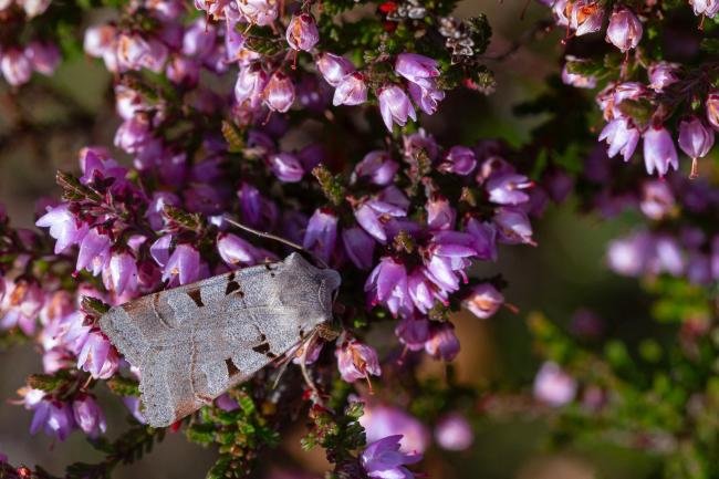 Autumnal Rustic (Eugnorisma glareosa), adult. 31-08-2023. Copyright Christopher Blakey.