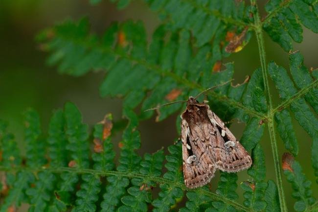 Heath Rustic (Xestia agathina), adult. Waldridge Fell, 04-09-2023. Copyright Christopher Blakey.