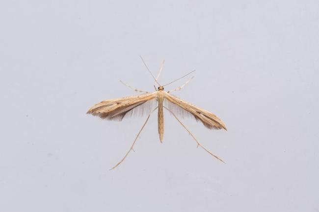 Common Plume (Emmelina monodactyla), adult. Castle Eden Dene, 08-09-2023. Copyright Christopher Blakey.