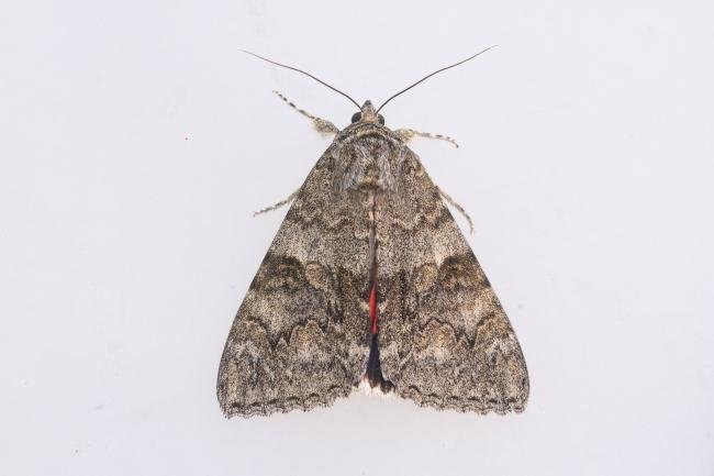 Red Underwing (Catocala nupta), adult. Castle Eden Dene, 08-09-2023. Copyright Christopher Blakey.