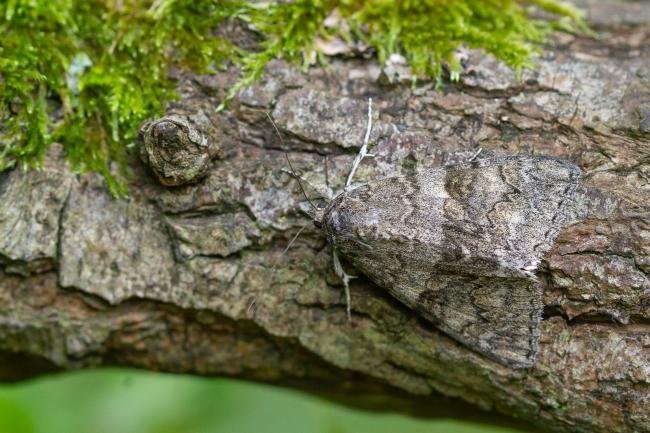 Red Underwing (Catocala nupta), adult. Castle Eden Dene, 08-09-2023. Copyright Christopher Blakey.