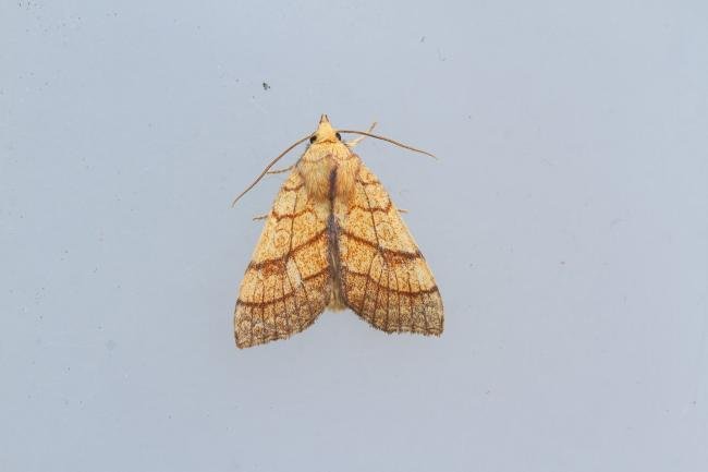 Orange Sallow (Tiliacea citrago), adult. Framwellgate Moor, 10-09-2023. Copyright Christopher Blakey.