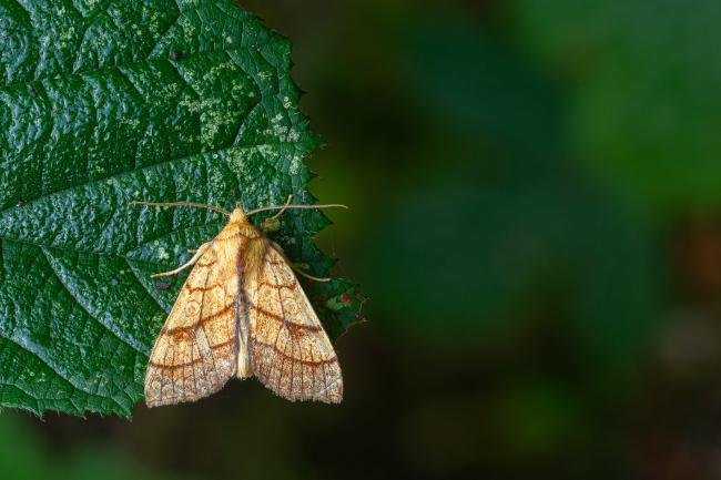 Orange Sallow (Tiliacea citrago), adult. Framwellgate Moor, 10-09-2023. Copyright Christopher Blakey.