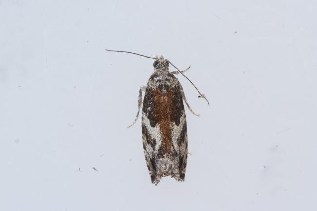 Epinotia nisella, adult. Castle Eden Dene, 27-09-2023. Copyright Christopher Blakey.