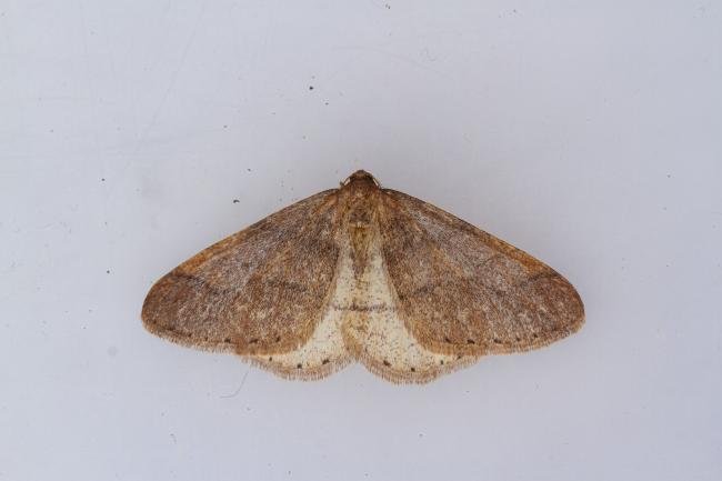 Dotted Border (Agriopis marginaria), adult. Waldridge Fell, 06-02-2024. Copyright Christopher Blakey.