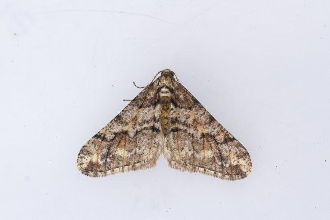 Spring Usher (Agriopis leucophaearia), adult. Waldridge Fell, 06-02-2024. Copyright Christopher Blakey.