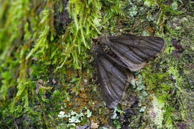 Pale Brindled Beauty (Phigalia pilosaria), adult. Framwellgate Moor, 15-02-2024. Copyright Christopher Blakey.