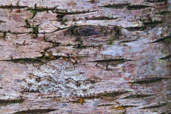 Engrailed (Ectropis crepuscularia), adult. Waldridge Fell, 20-02-2024. Copyright Christopher Blakey.