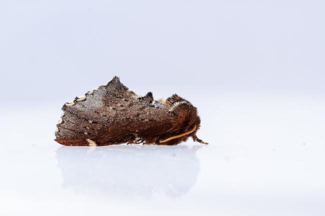 Scarce Prominent (Odontosia carmelita), adult. Coombe Bridges, 13-04-2024. Copyright Christopher Blakey.