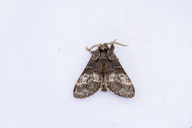 Lunar Marbled Brown (Drymonia ruficornis), adult. Coombe Bridges, 13-04-2024. Copyright Christopher Blakey.