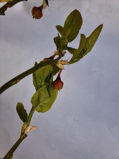 Small Autumnal Moth (Epirrita filigrammaria), larval, N/A. Waldridge Fell, 26-04-2024. Copyright Christopher Blakey.