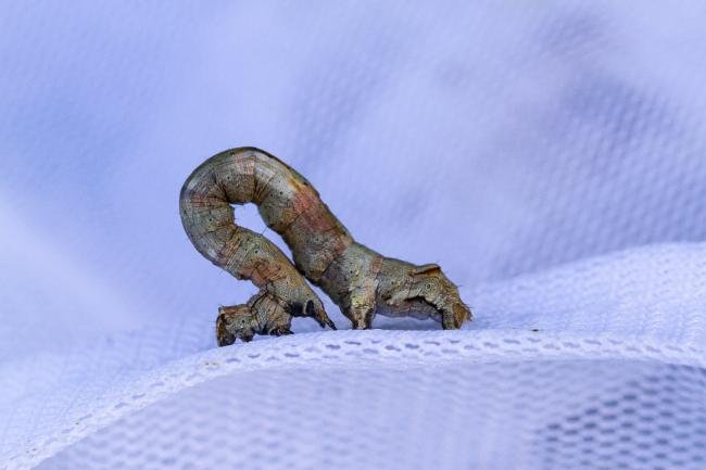 Scalloped Oak (Crocallis elinguaria), larval, N/A. Cater House Colliery, 30-04-2024. Copyright Christopher Blakey.