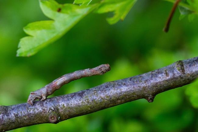 Scalloped Oak (Crocallis elinguaria), larval, N/A. Cater House Colliery, 30-04-2024. Copyright Christopher Blakey.