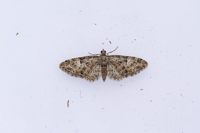 Oak-tree Pug (Eupithecia dodoneata), adult. Framwellgate Moor, 01-05-2024. Copyright Christopher Blakey.