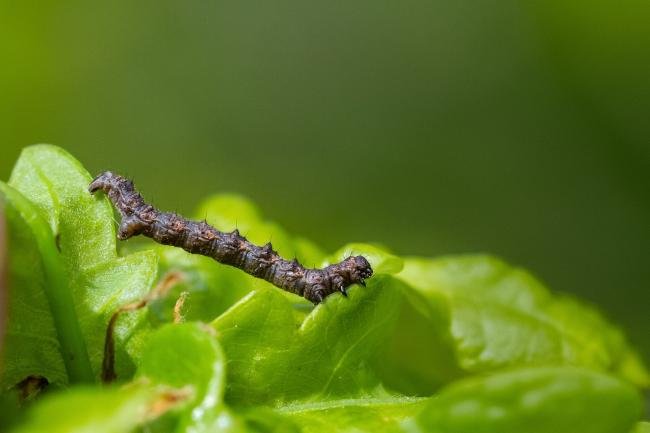 Pale Brindled Beauty (Phigalia pilosaria), larval, N/A. Waldridge Fell, 07-05-2024. Copyright Christopher Blakey.