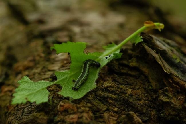 Northern Winter Moth (Operophtera fagata), larval, N/A. Waldridge Fell, 07-05-2024. Copyright Christopher Blakey.