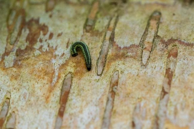 Northern Winter Moth (Operophtera fagata), larval, N/A. Waldridge Fell, 07-05-2024. Copyright Christopher Blakey.