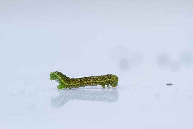 Small Autumnal Moth (Epirrita filigrammaria), larval, N/A. Waldridge Fell, 09-05-2024. Copyright Christopher Blakey.