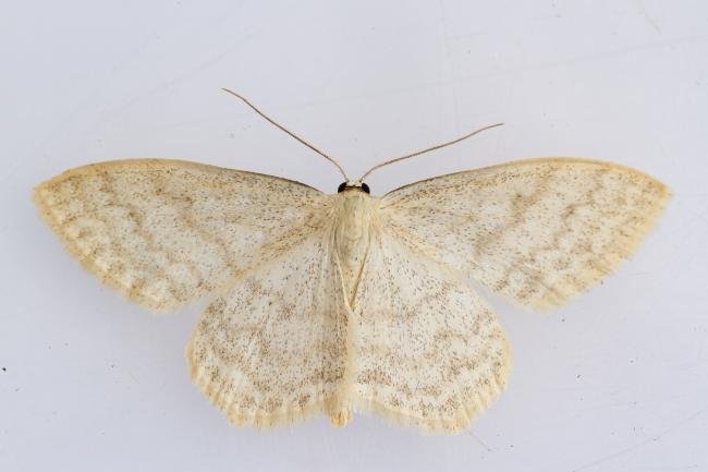 Cream Wave (Scopula floslactata), adult. Comb Bridges, 14-05-2024. Copyright Christopher Blakey.