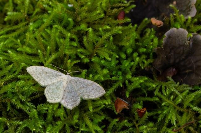 Cream Wave (Scopula floslactata), adult. Comb Bridges, 16-05-2024. Copyright Christopher Blakey.