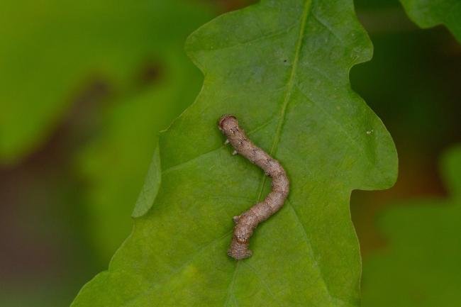 Feathered Thorn (Colotois pennaria), larval, N/A. Cater House Colliery, 17-05-2024. Copyright Christopher Blakey.