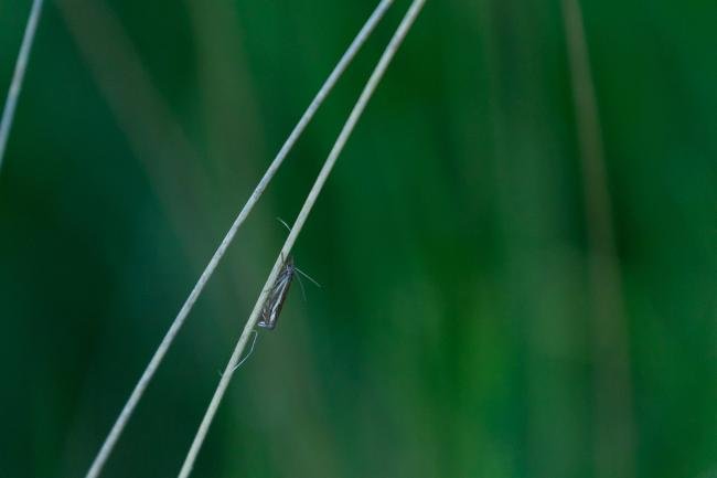 Crambus lathoniellus, adult. Daisy Hill, 25-05-2024. Copyright Christopher Blakey.