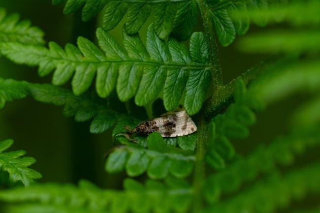 Orthotaenia undulana, adult. Felledge, 21-06-2024. Copyright Christopher Blakey.