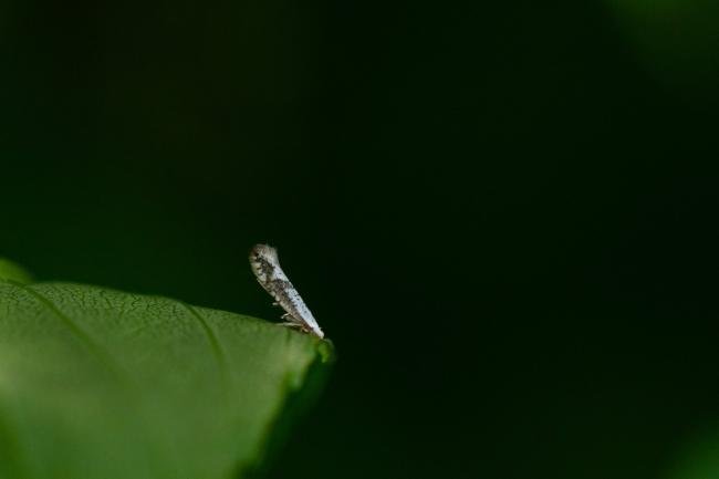 Argyresthia retinella, adult. Felledge, 21-06-2024. Copyright Christopher Blakey.