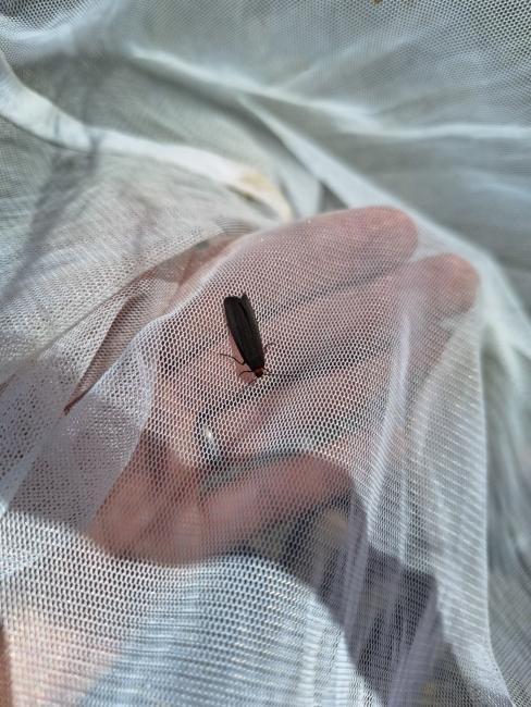 Red-necked Footman (Atolmis rubricollis), adult. Framwellgate Moor, 23-06-2024. Copyright Christopher Blakey.