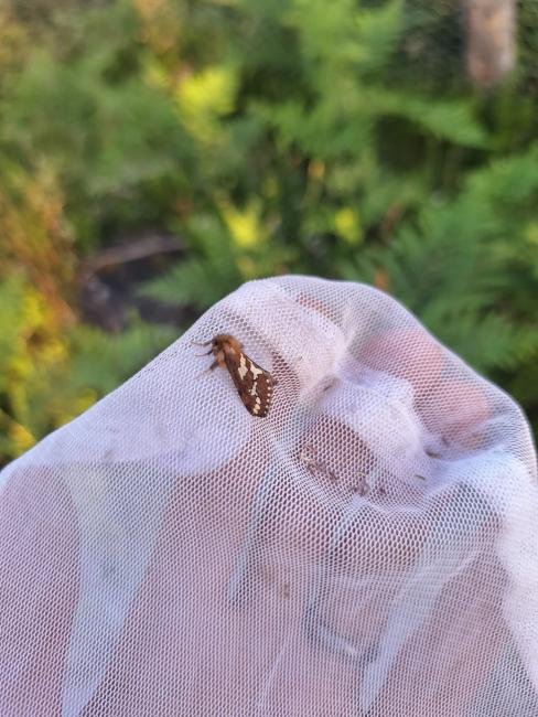 Gold Swift (Phymatopus hecta), adult, male. West Moor Plantation, 24-06-2024. Copyright Christopher Blakey.