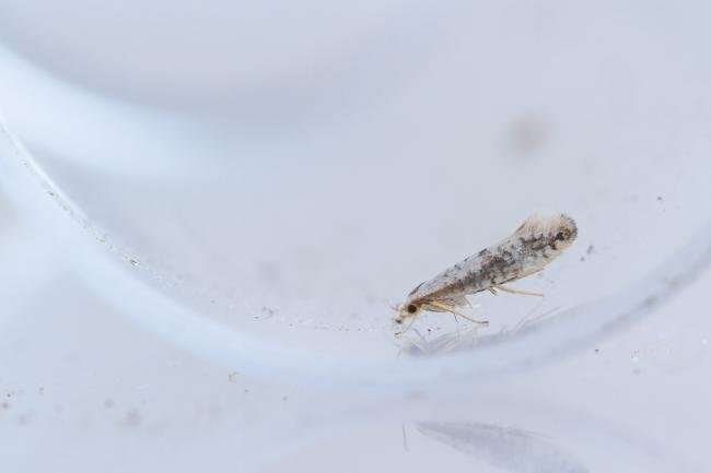 Argyresthia retinella, adult. Doctors Gate, 26-06-2024. Copyright Christopher Blakey.