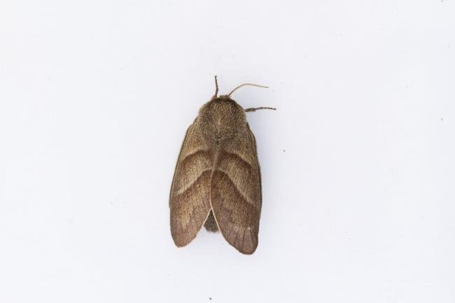 Fox Moth (Macrothylacia rubi), adult, female. Doctors Gate, 26-06-2024. Copyright Christopher Blakey.