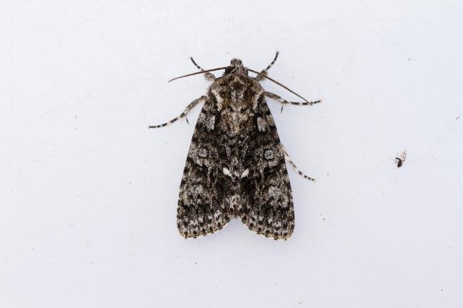 Knot Grass (Acronicta rumicis), adult. Doctors Gate, 26-06-2024. Copyright Christopher Blakey.