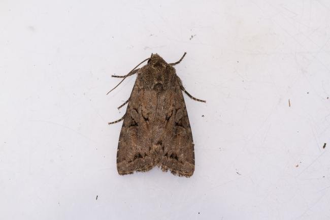 Dingy Shears (Apterogenum ypsillon), adult. Framwellgate Moor, 27-06-2024. Copyright Christopher Blakey.