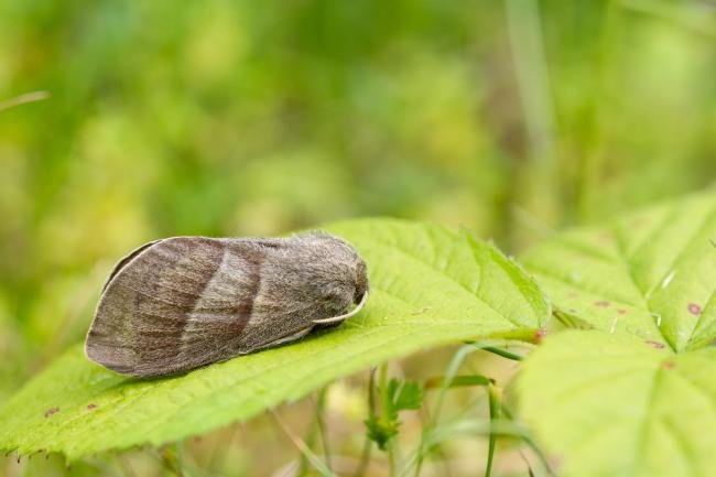 Fox Moth (Macrothylacia rubi), adult, female. Doctors Gate, 27-06-2024. Copyright Christopher Blakey.