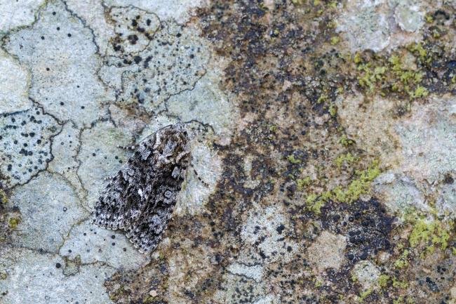 Knot Grass (Acronicta rumicis), adult. Doctors Gate, 27-06-2024. Copyright Christopher Blakey.