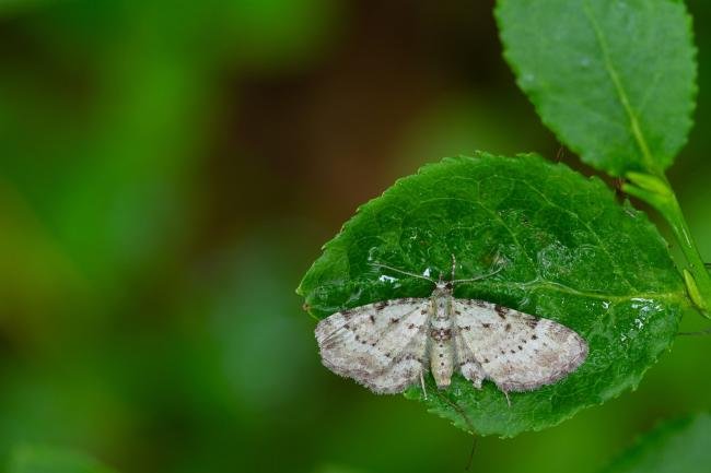 Bilberry Pug (Pasiphila debiliata), adult. Hisehope Burn, 02-07-2024. Copyright Christopher Blakey.