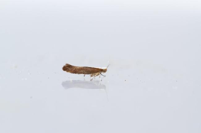 Argyresthia albistria, adult. Town Kelloe Bank, 12-07-2024. Copyright Christopher Blakey.