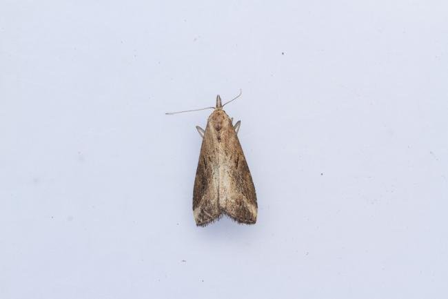 Pinion-streaked Snout (Schrankia costaestrigalis), adult. Castle Eden Dene, 16-07-2024. Copyright Christopher Blakey.