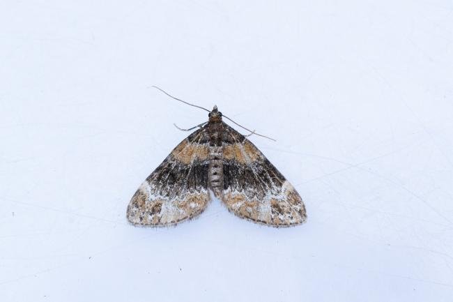 Barred Carpet (Martania taeniata), adult. Comb Bridges, 25-07-2024. Copyright Christopher Blakey.