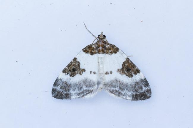 Blue-bordered Carpet (Plemyria rubiginata), adult. Comb Bridges, 25-07-2024. Copyright Christopher Blakey.