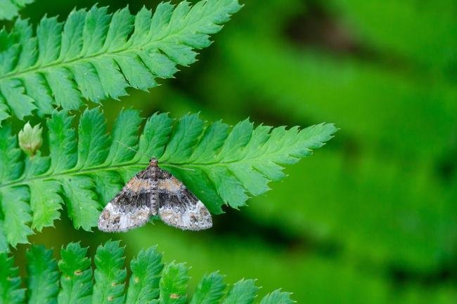 Barred Carpet (Martania taeniata), adult. Comb Bridges, 28-07-2024. Copyright Christopher Blakey.