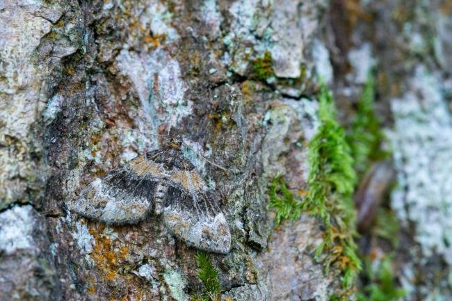 Barred Carpet (Martania taeniata), adult. Comb Bridges, 28-07-2024. Copyright Christopher Blakey.