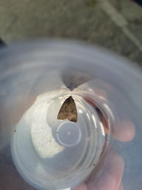 Olive (Ipimorpha subtusa), adult. Hardwick Park, 30-07-2024. Copyright Christopher Blakey.