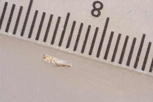 Phyllonorycter harrisella, adult. Waldridge Fell, 24-08-2024. Copyright Christopher Blakey.